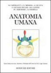 Anatomia umana