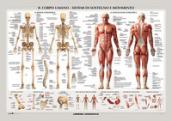 Corpo umano: scheletro e muscoli. Carta murale scientifica