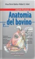 Atlante illustrato di anatomia del bovino