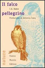 Il falco pellegrino