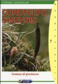 Cordyceps sinensis. Fontana di giovinezza