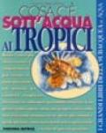 Cosa c'è sott'acqua ai Tropici