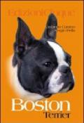 Boston Terrier