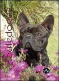 Bouledogue francese