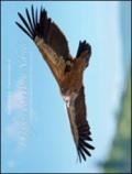 I grifoni dei monti Nebrodi. Fotoreportage naturalistico dalla Sicilia. Ediz. italiana e inglese