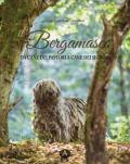 Il bergamasco. Da cane dei pastori a cane dei signori