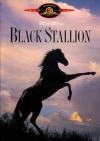 Black Stallion