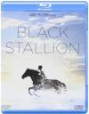 Black Stallion