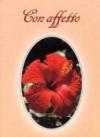 Con affetto