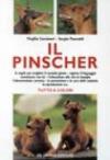 Il pinscher