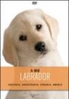 Il mio labrador. DVD