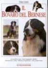 Il bovaro del bernese