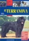 Terranova