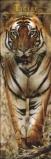 Tigers. Calendario 2005 lungo
