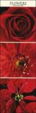 Flowers. Calendario 2005 lungo