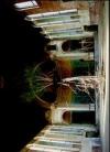 Global Tree Project. Ediz. inglese