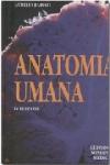 Anatomia umana