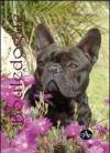 Bouledogue francese