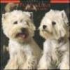 Puppy Love. Calendario 2005